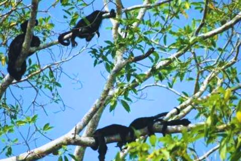 Monos abandonan selva petenera en busca de agua por intenso calor (video)