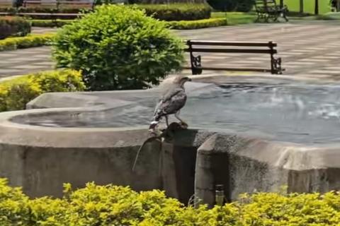 ¡En Hostales del Irtra! Graban a halcón cazando una iguana (video)