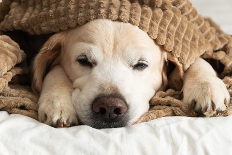 Fr&iacute;o extremo: &iquest;c&oacute;mo evitar que tu perro se enferme?
