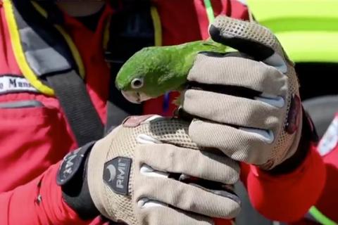 Video: Así fue el rescate de un loro silvestre atrapado entre un árbol en zona 11