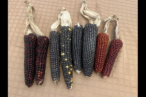 Diversidad gen&eacute;tica del ma&iacute;z guatemalteco es actualizada por CONAP