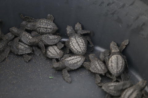 Buscan conservar cinco especies de tortugas marinas en Guatemala