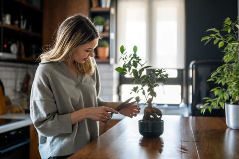 Método casero con cáscara de plátano para hacer crecer plantas