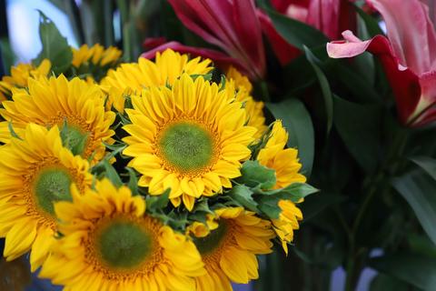 Guatemala apunta a un mercado potencial de US$213 millones en exportaciones de flores