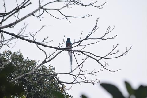 Sierra de las Minas, refugio del quetzal en Guatemala
