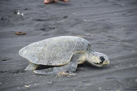  ¡Esperanza para las parlamas! Escuintla logrará liberación récord de tortugas