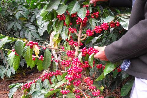 Desde la semilla hasta tu taza: La experiencia completa del café en Comalapa.