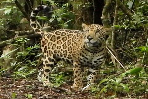 &iquest;Podemos salvar al rey de la selva maya? La batalla del jaguar guatemalteco