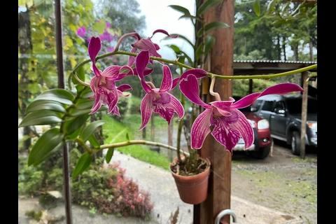 Exposición de Orquídeas en Salamá, un evento para admirar