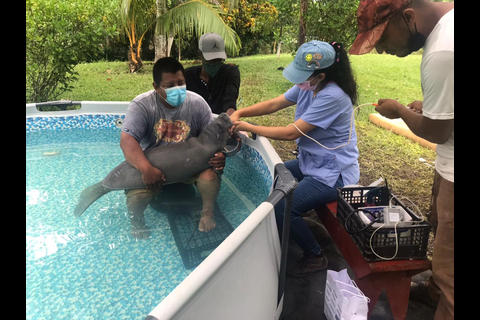 Lago de Izabal registra grave disminuci&oacute;n de manat&iacute;es silvestres