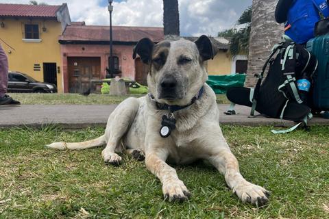 Resguardan a Manchas, el famoso perro de Antigua, por complicaciones de salud
