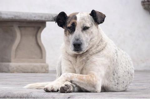 'Manchas', el perrito de las procesiones, encuentra hogar temporal