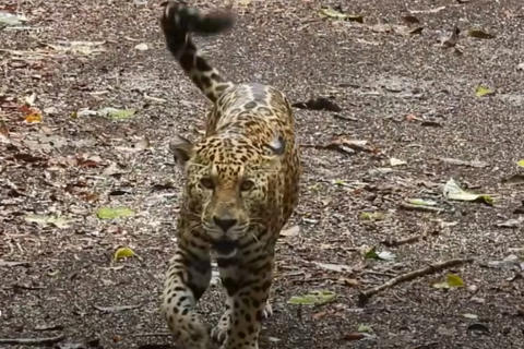 Jaguar es captado en sendero de Pet&eacute;n (video)