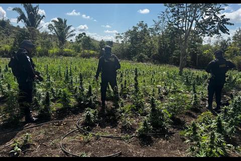 Localizan plantaci&oacute;n de droga valorada en m&aacute;s de Q10 millones