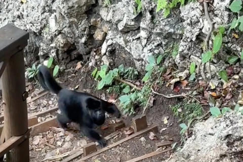 Captan a mono aullador al subir escaleras en Semuc Champey
