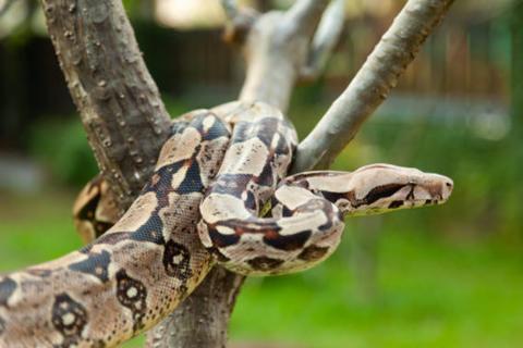 Rescatan a una serpiente en Antigua Guatemala