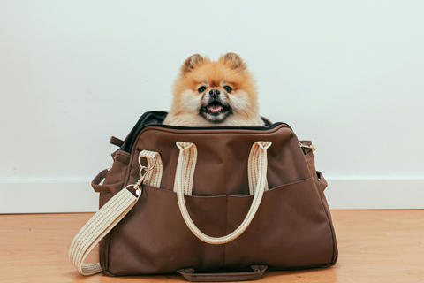 C&oacute;mo volver a la rutina con tu mascota tras las vacaciones 