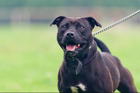 Guatemalteca de 64 a&ntilde;os se aferra a la vida tras ataque de perros en EE. UU.