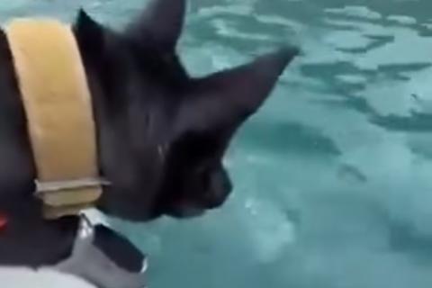 'Kensy', la canina que ayud&oacute; a ubicar a Jesler Palacios (video)