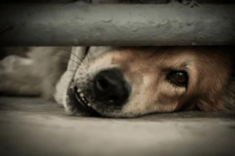 La aplicaci&oacute;n digital para denunciar el maltrato animal en Guatemala