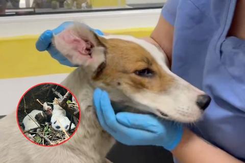 Localizan a la mam&aacute; de los cachorros que fueron rescatados en Santa Catarina Pinula