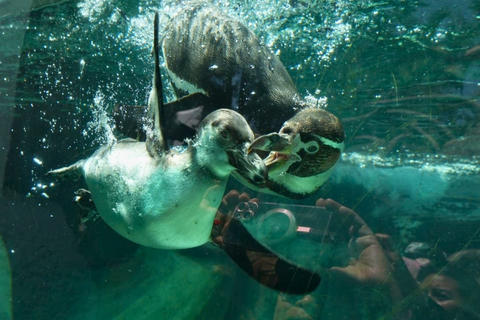La preservaci&oacute;n de los Ping&uuml;inos de Humboldt en el zool&oacute;gico La Aurora