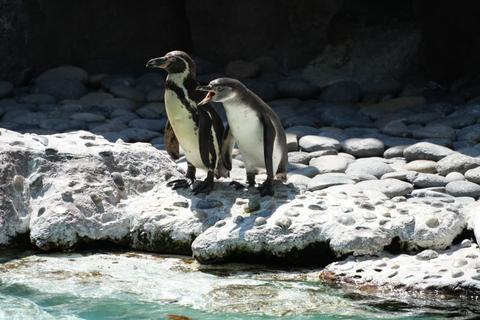 &iexcl;Nuevos inquilinos! Crece la familia de ping&uuml;inos en el Zool&oacute;gico La Aurora (video)