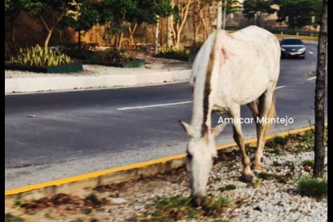&iexcl;Anda suelto! Caballo estuvo a punto de ser atropellado en zona 16