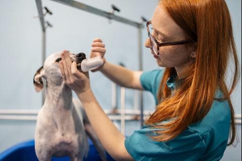La salud bucal de las mascotas evita enfermedades graves