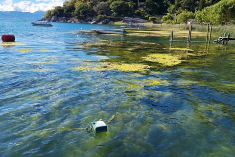 La cianobacteria, el hu&eacute;sped indeseable que habita en el lago de Atitl&aacute;n