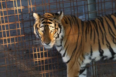 Este es el nuevo recinto de felinos hallados en El Progreso (video)