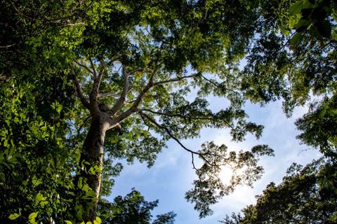 MAGA: Venta de bonos de carbono abre oportunidades para el desarrollo sostenible