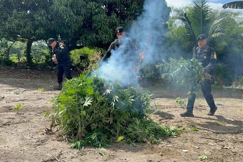 Localizan plantaci&oacute;n de droga valorada en m&aacute;s de Q20 millones