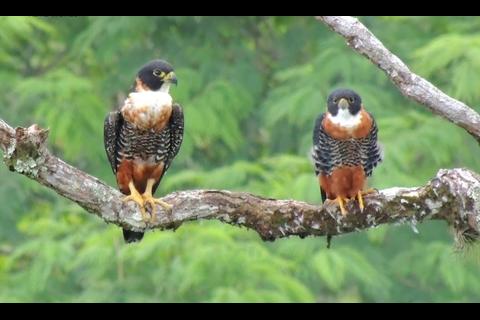 Reservas de Solol&aacute; fortalecen la conservaci&oacute;n de aves nativas y migratorias