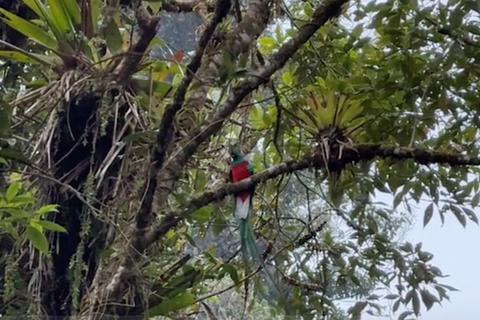 Video: Grupo de quetzales es captado en su h&aacute;bitat