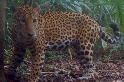 Jaguar causa ternura mientras marca territorio en Pet&eacute;n