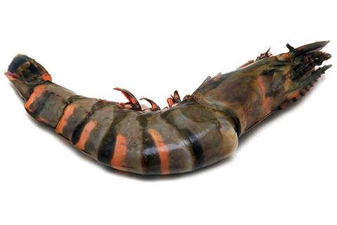 &iquest;Qu&eacute; es el camar&oacute;n tigre y por qu&eacute; le temen a esta especie invasora?