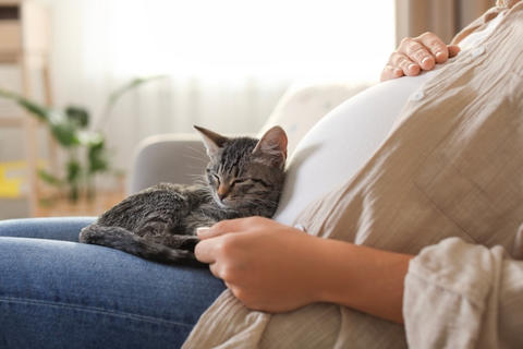 Estoy embarazada: &iquest;Debo regalar a mi gato para protegerme de la toxoplasmosis?