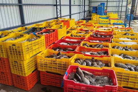 Decomisan cami&oacute;n cargado de tilapias de contrabando en punto fronterizo