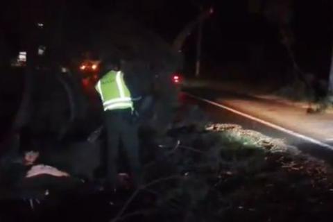 &iexcl;Precauci&oacute;n! &Aacute;rbol cae sobre la ruta al Pac&iacute;fico (video)