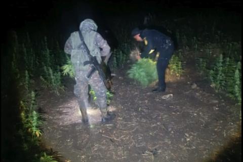 Localizan plantaci&oacute;n de droga valorada en m&aacute;s de Q15 millones en Pet&eacute;n