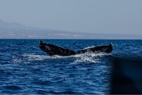 &iexcl;Espect&aacute;culo mar&iacute;timo! Las ballenas mueven el turismo en Guatemala