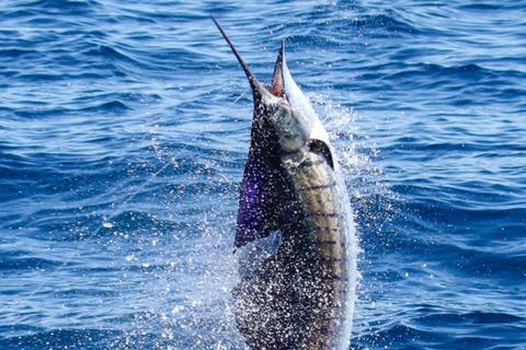 Se viene la primera fecha del Campeonato Nacional de Liberaci&oacute;n de Pez Vela