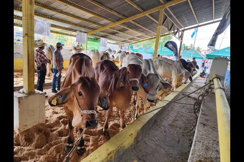 Carnicer&iacute;a en Jalapa: &iexcl;Consejos para tener un negocio de carne rentable!