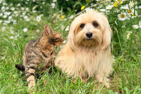 Pasos para lograr que un perro y un gato convivan en armon&iacute;a