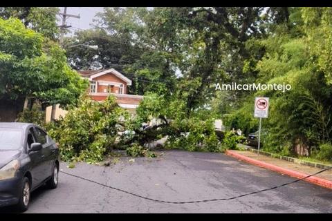 &iexcl;Se desploma! &Aacute;rbol cae y obstruye por completo el paso en zona 2