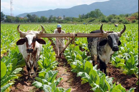 El renacer artesanal: C&oacute;mo la parte alta de Zacapa revolucion&oacute; la industria del puro