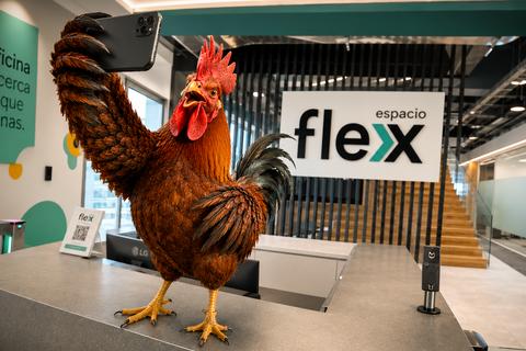 Los gallos ya encontraron trabajo y este era el verdadero mensaje
