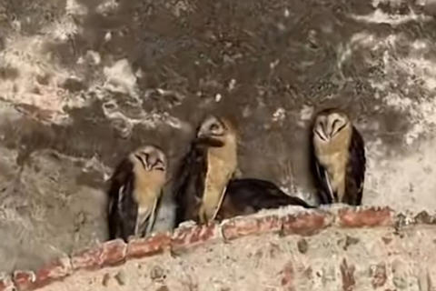 Lechuzas sorprenden a visitantes en catedral de Antigua Guatemala