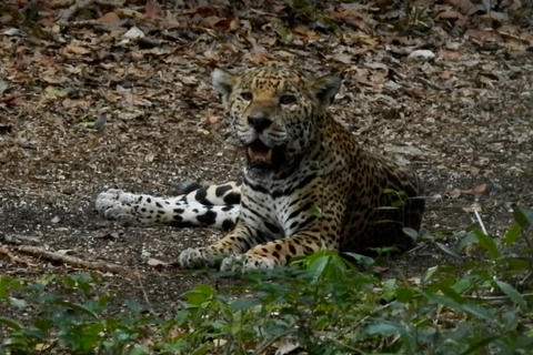 Jaguar juvenil es captado en c&aacute;mara y enamora en redes (video)